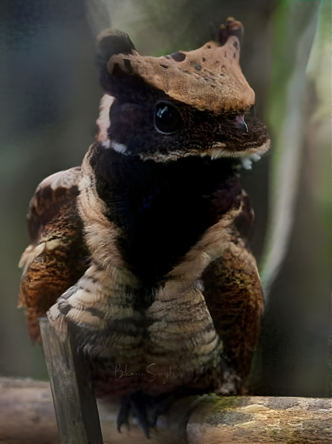 Adorable Frogmouth Birdie 