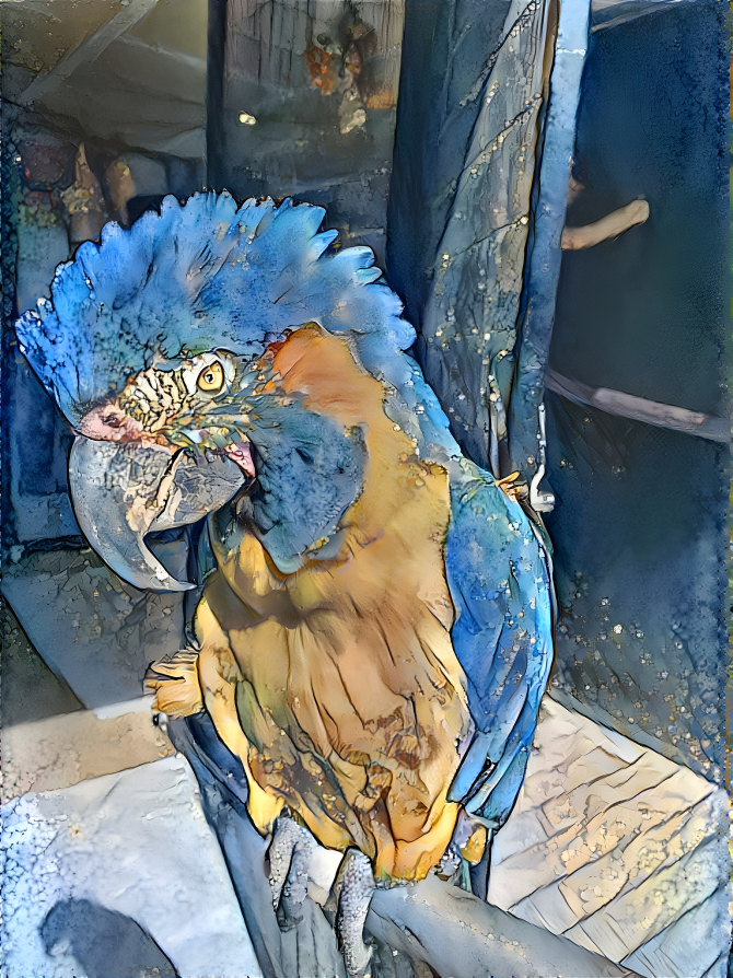 BlueGold macaw 