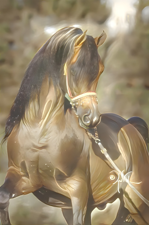 Arabian Stallion 