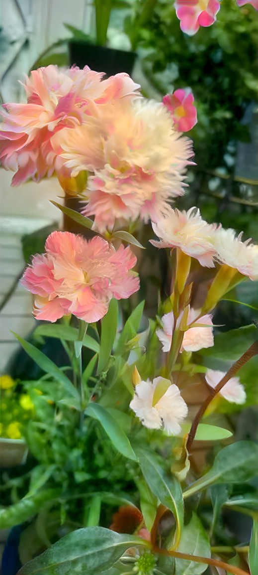 Dreamy Carnations 