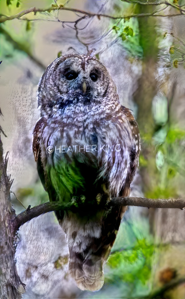 Barred Owl