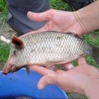 Surreal image of human hand holding fish with pig's head near water and houses