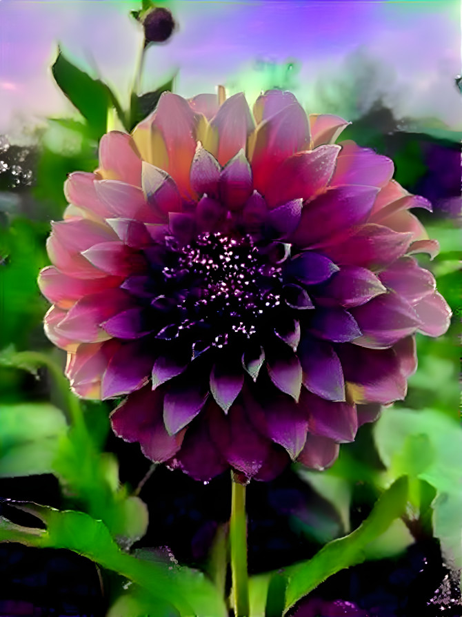 Purple Dahlia 