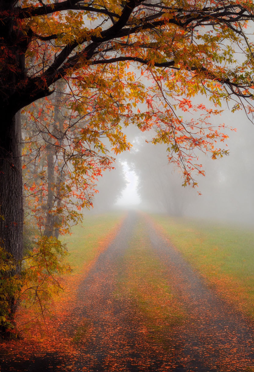 Tranquil autumn landscape with orange tree and misty pathway