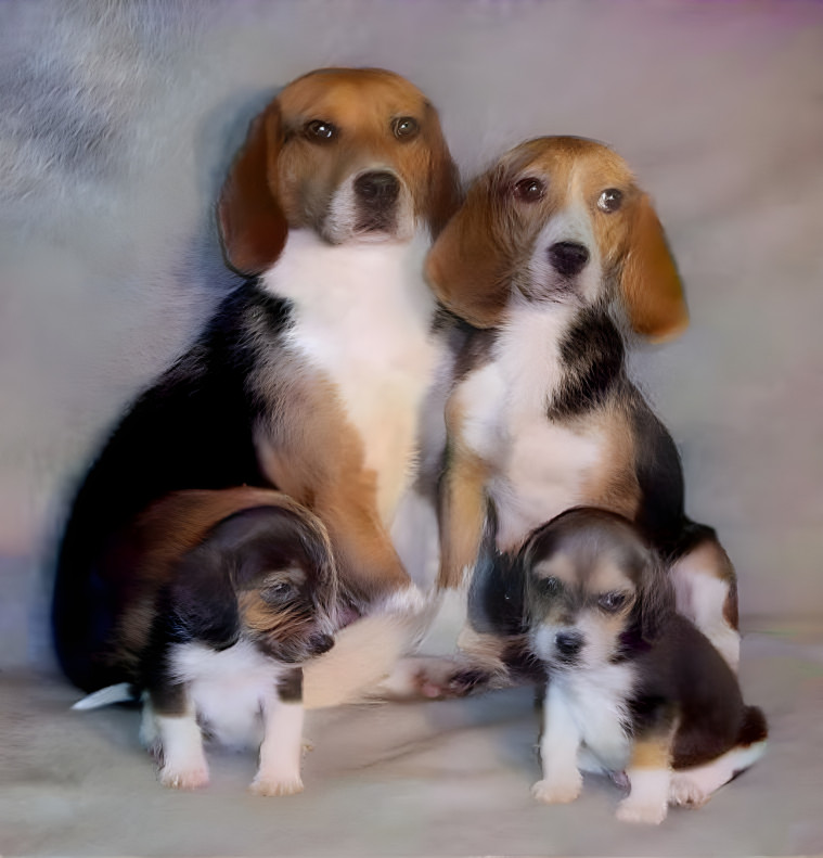 Beagle Family 