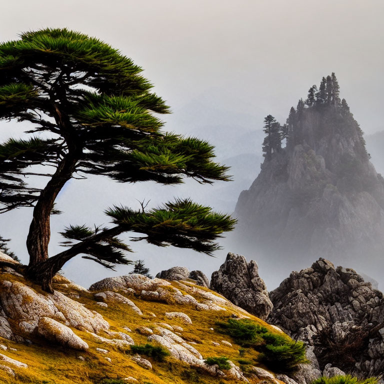 Foggy landscape with pine tree and rocky peaks