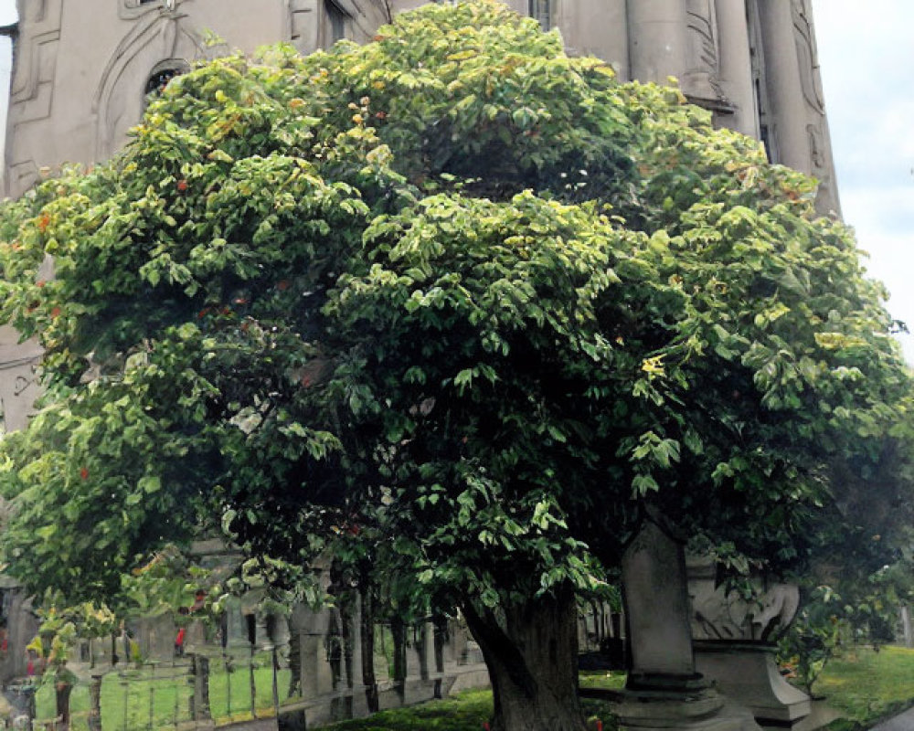 Green tree with dense foliage by grand stone building and paved path