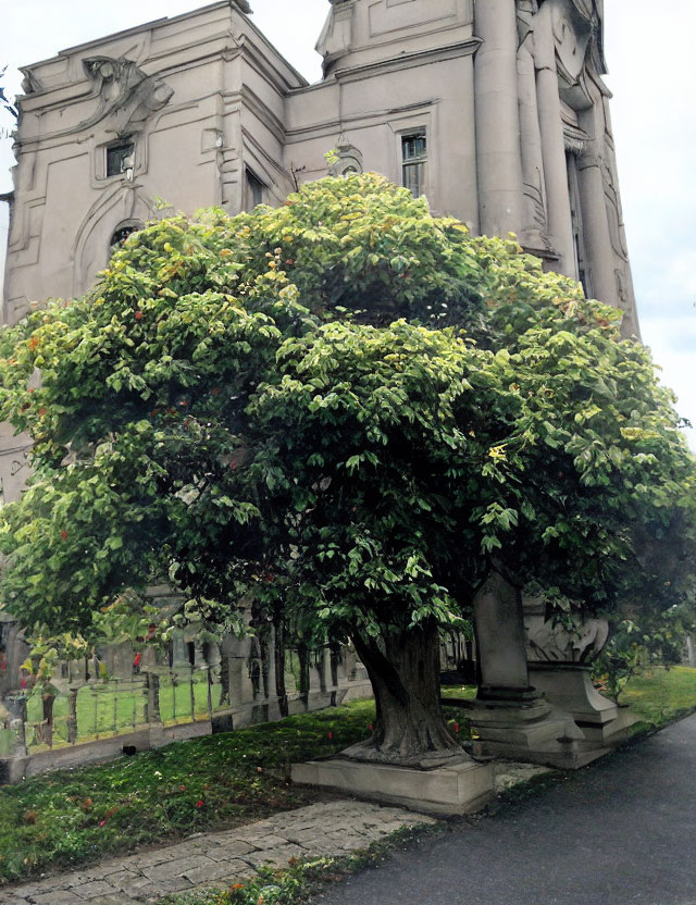 Green tree with dense foliage by grand stone building and paved path