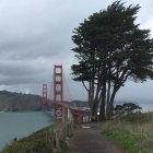 Tranquil landscape painting with Golden Gate Bridge and tree by calm bay