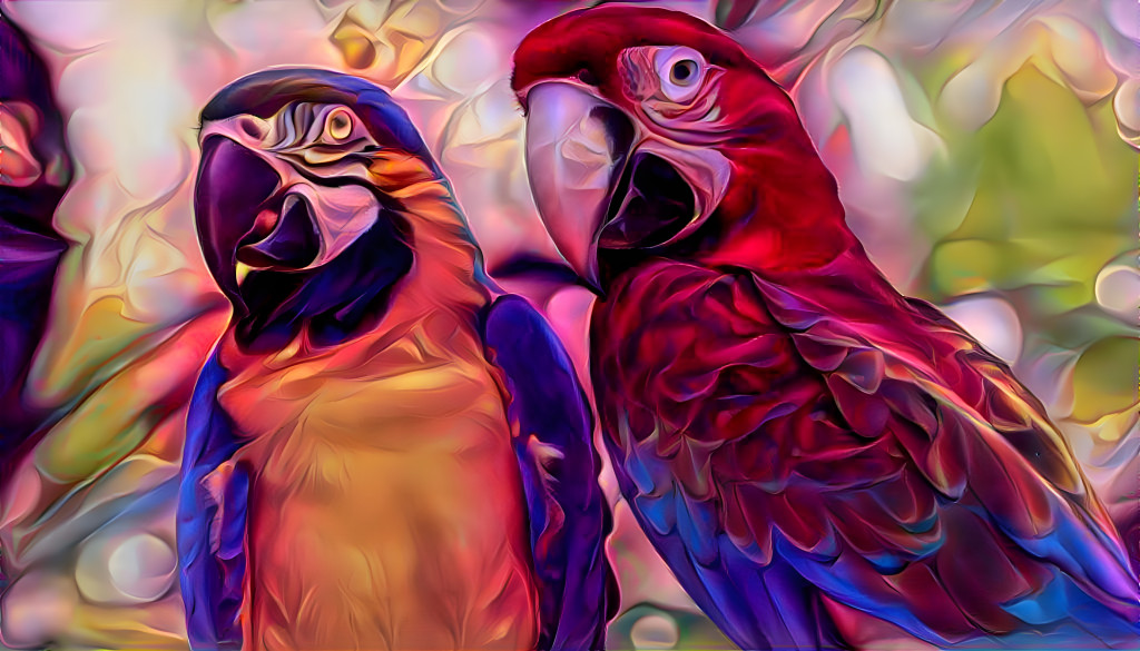 Parrots Dream