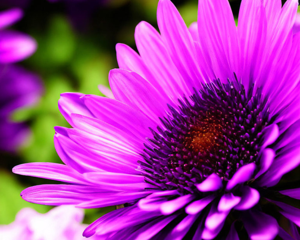 Vibrant purple flower with long delicate petals on blurred green background