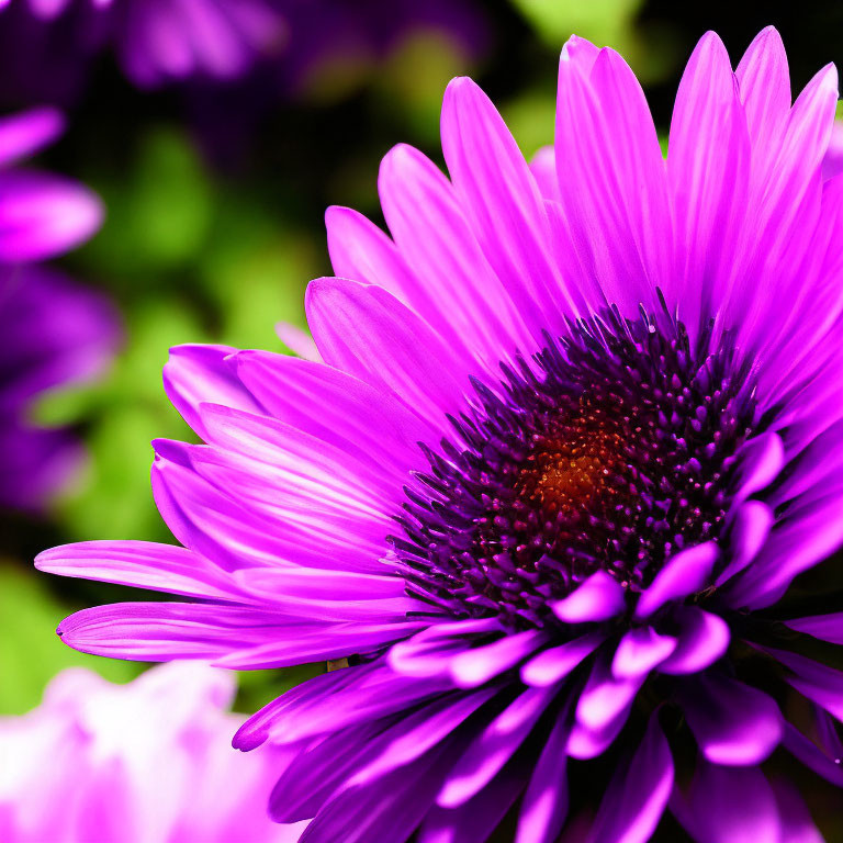 Vibrant purple flower with long delicate petals on blurred green background