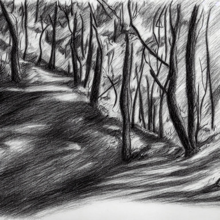 Tranquil forest pencil sketch with bare trees and winding path