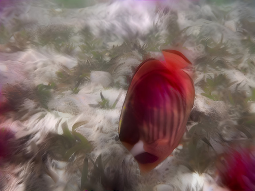 coral barrier fish