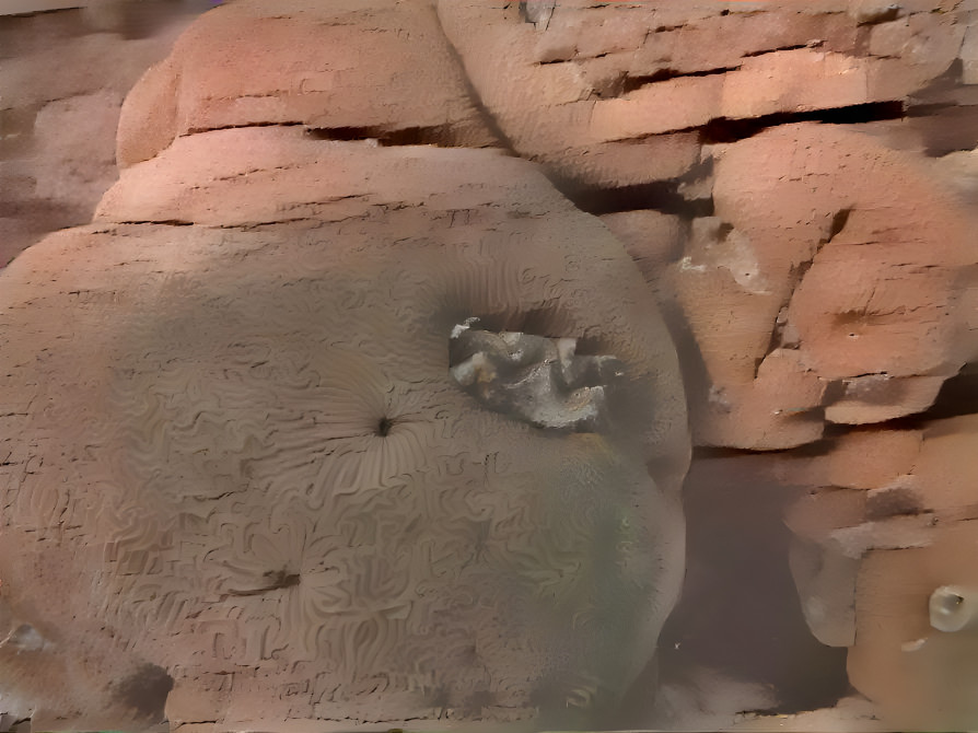 mud wall and underwater coral