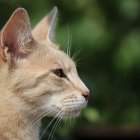 Vivid Green-Eyed Cat with Floral Accents in Lush Green Setting