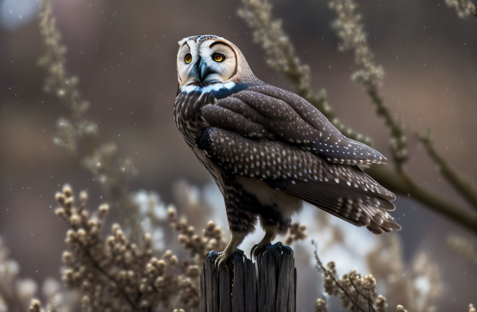 Owl perched on wooden post with blurred natural background