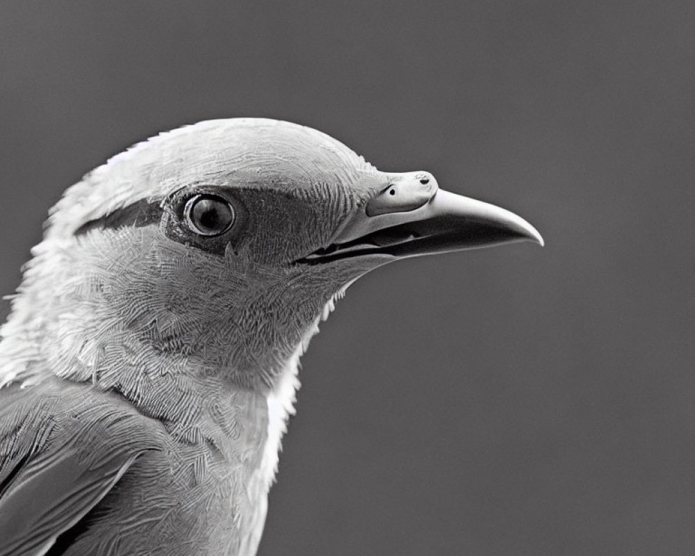 Monochrome close-up of detailed bird head features