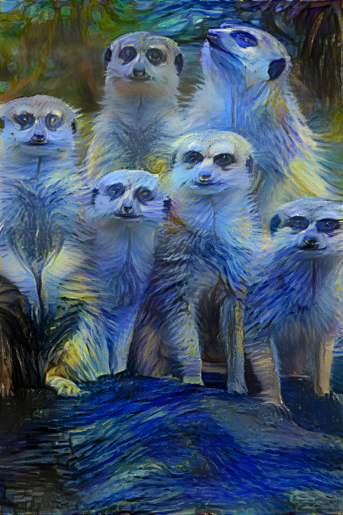 Meerkat starry night