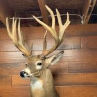 Animated deer with expressive eyes and exaggerated antlers in vehicle