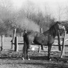 Decoratively Tacked Horse in Fantastical Landscape