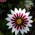 Vibrant digital art: White and pink flower with golden center among lush greenery