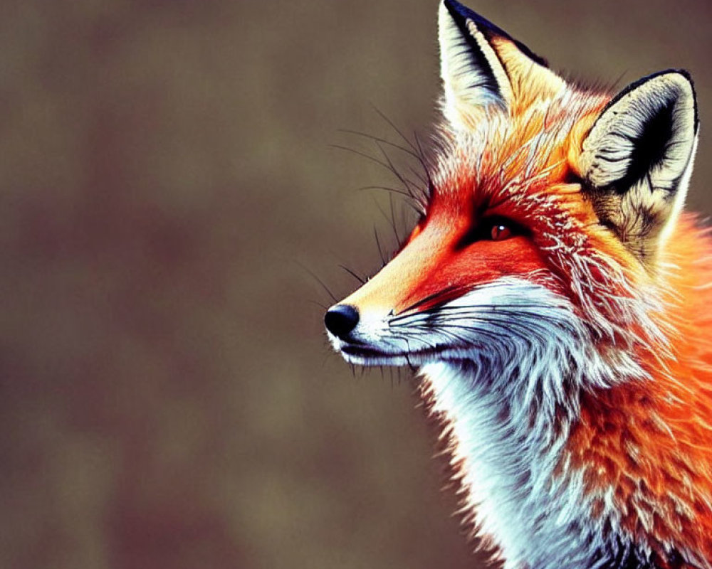 Vibrant red fox with keen gaze against soft background