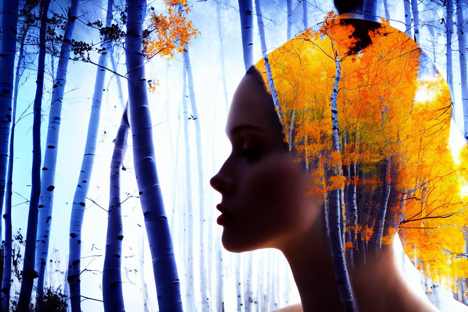 Double exposure image blending woman's profile with autumnal tree and birch trees against blue sky