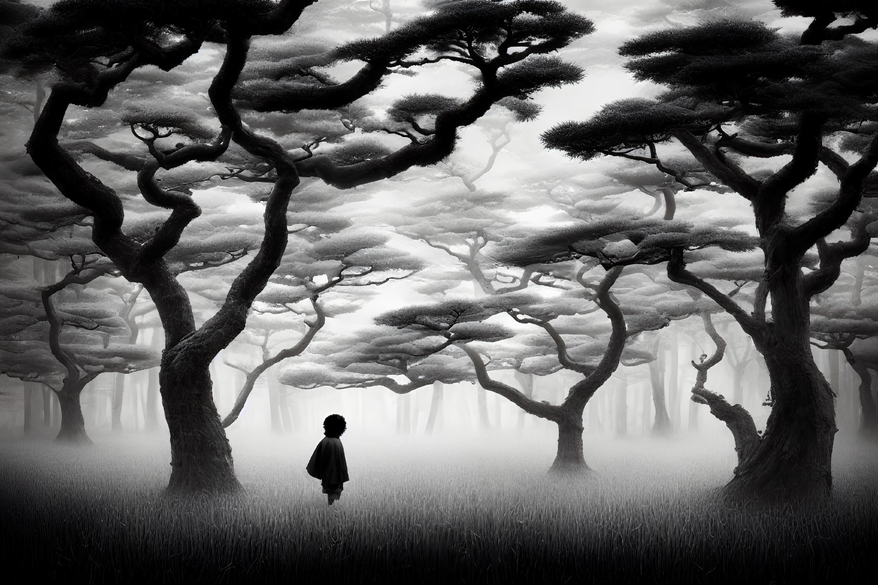 Solitary figure in misty, twisted forest scenery