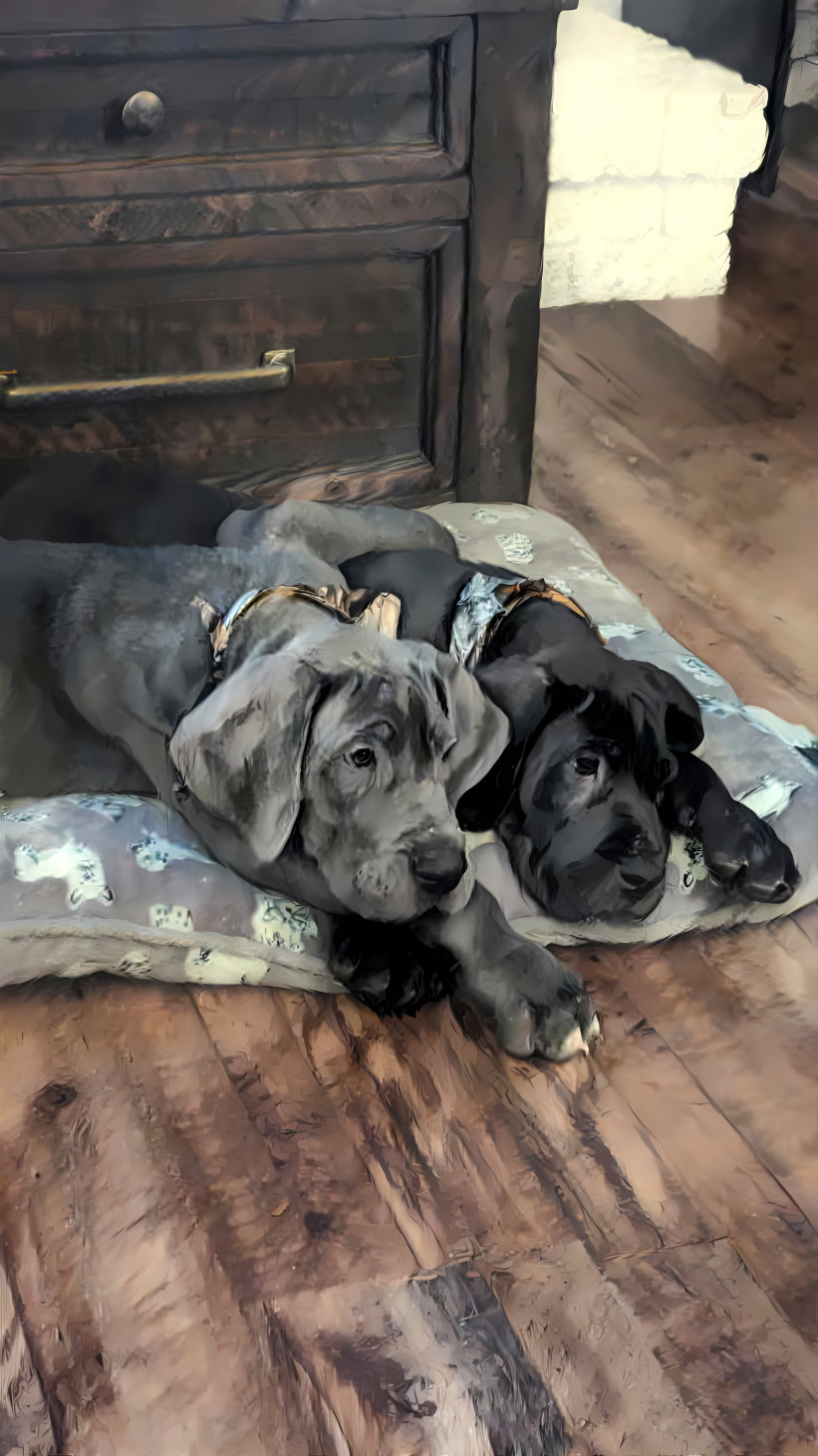 Great Dane pups