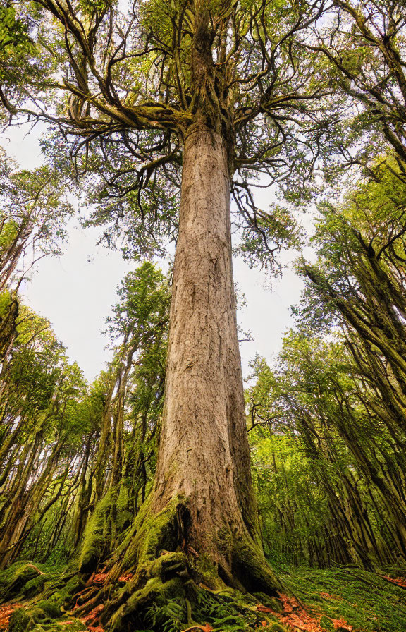 Tall Tree in Lush Green Forest with Moss-covered Ground