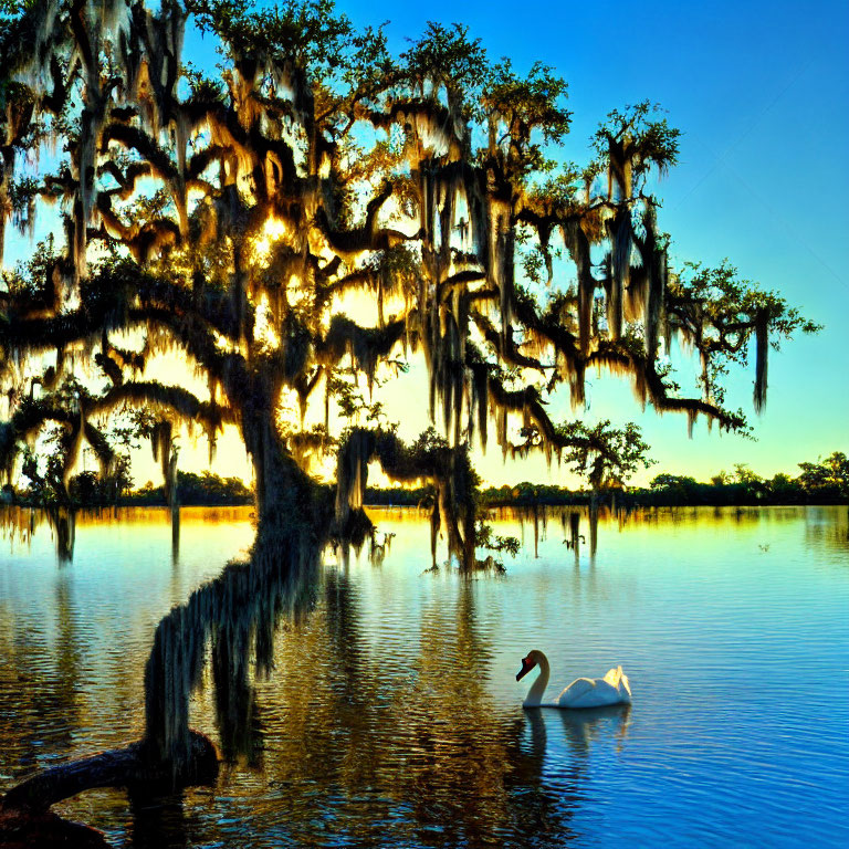 Tranquil lake scene with swan, moss-covered tree, and blue sky