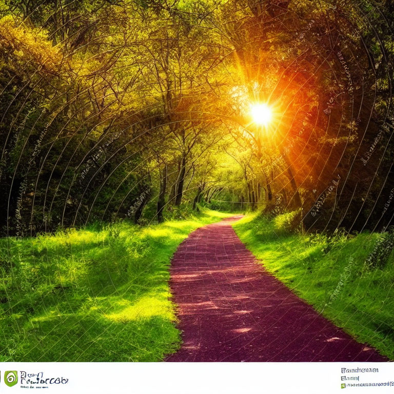 Serene Path with Sunlight Through Green Trees