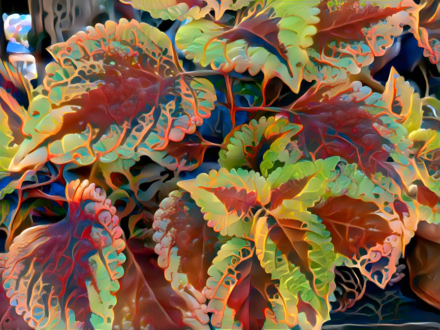 Coleus