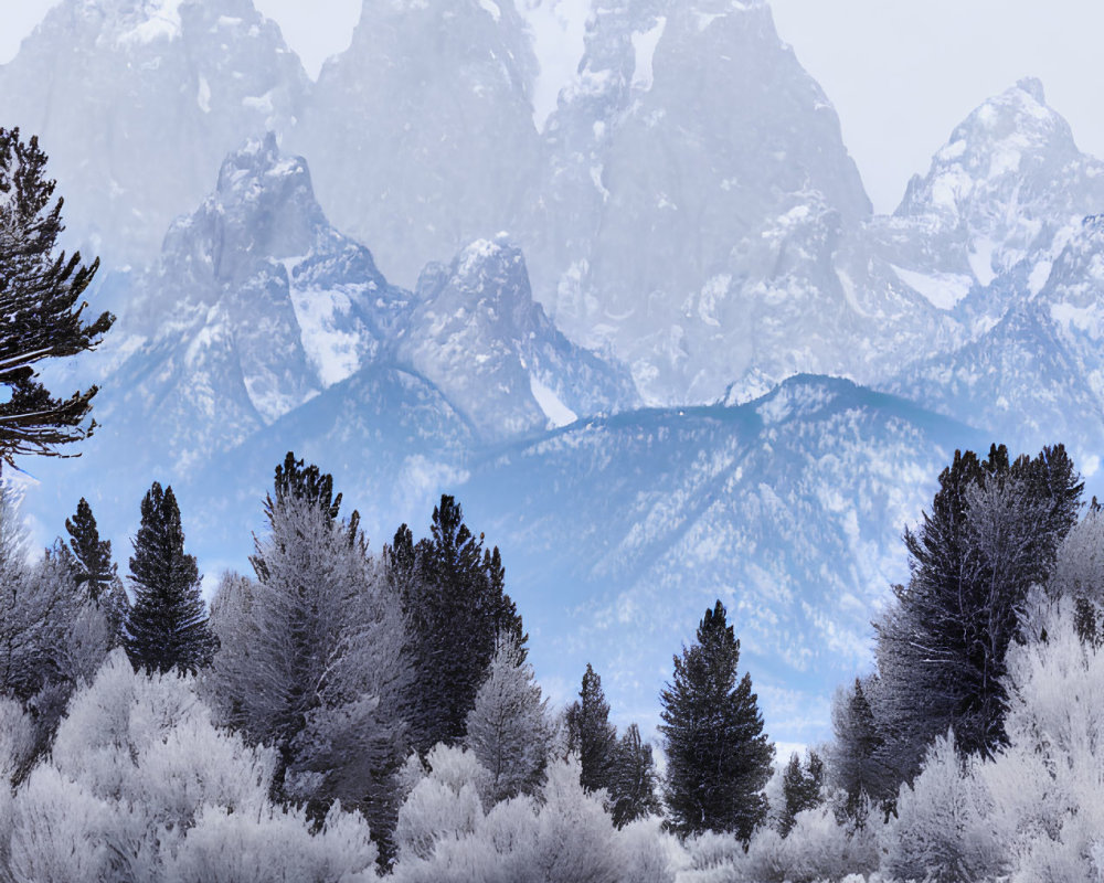 Winter scene with frosted trees and misty mountain peaks