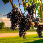 Colorful landscape with grape clusters, castle, and whimsical characters in a sunny pastoral scene.