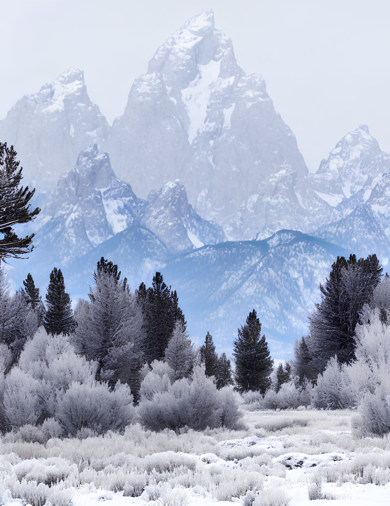 Winter scene with frosted trees and misty mountain peaks