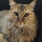 Orange Tabby Cat with Blue Eyes Resting on Log in Soft Sunlight