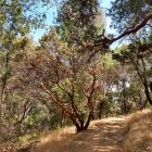 Verdant forest with sunlight filtering on winding path