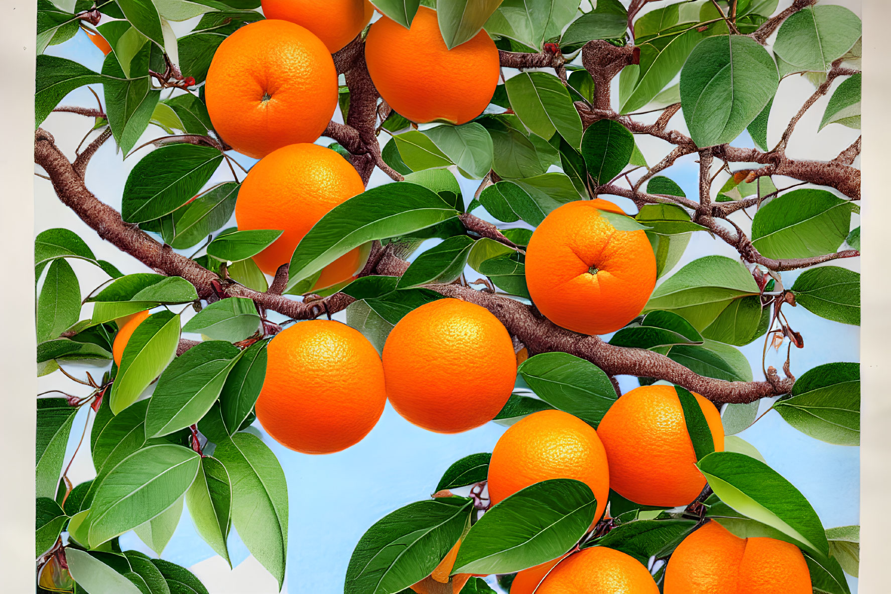 Fresh oranges on tree branches under clear blue sky