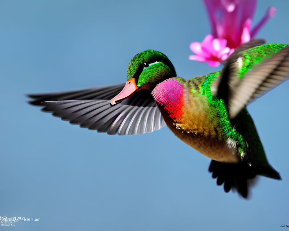 Colorful Duck Flying with Pink Flower in Clear Blue Sky