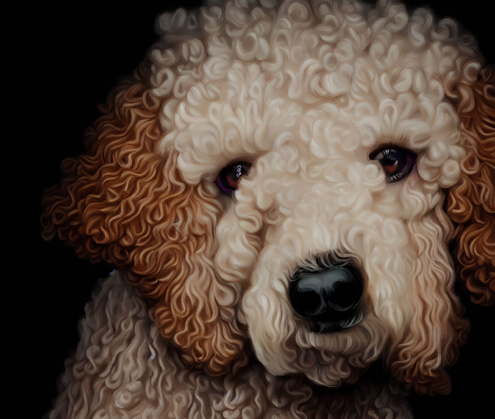 Cream-Colored Poodle with Curly Fur and Soulful Eyes on Dark Background