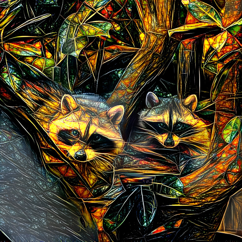 Racoons