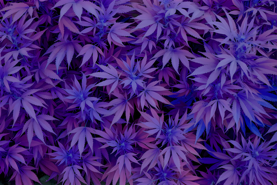 Purple Cannabis Leaves, level6 reached, RARE DREAM