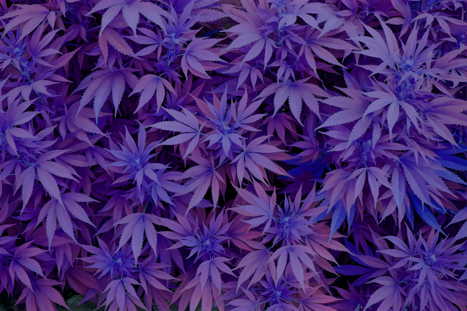 Purple Cannabis Leaves, level 1