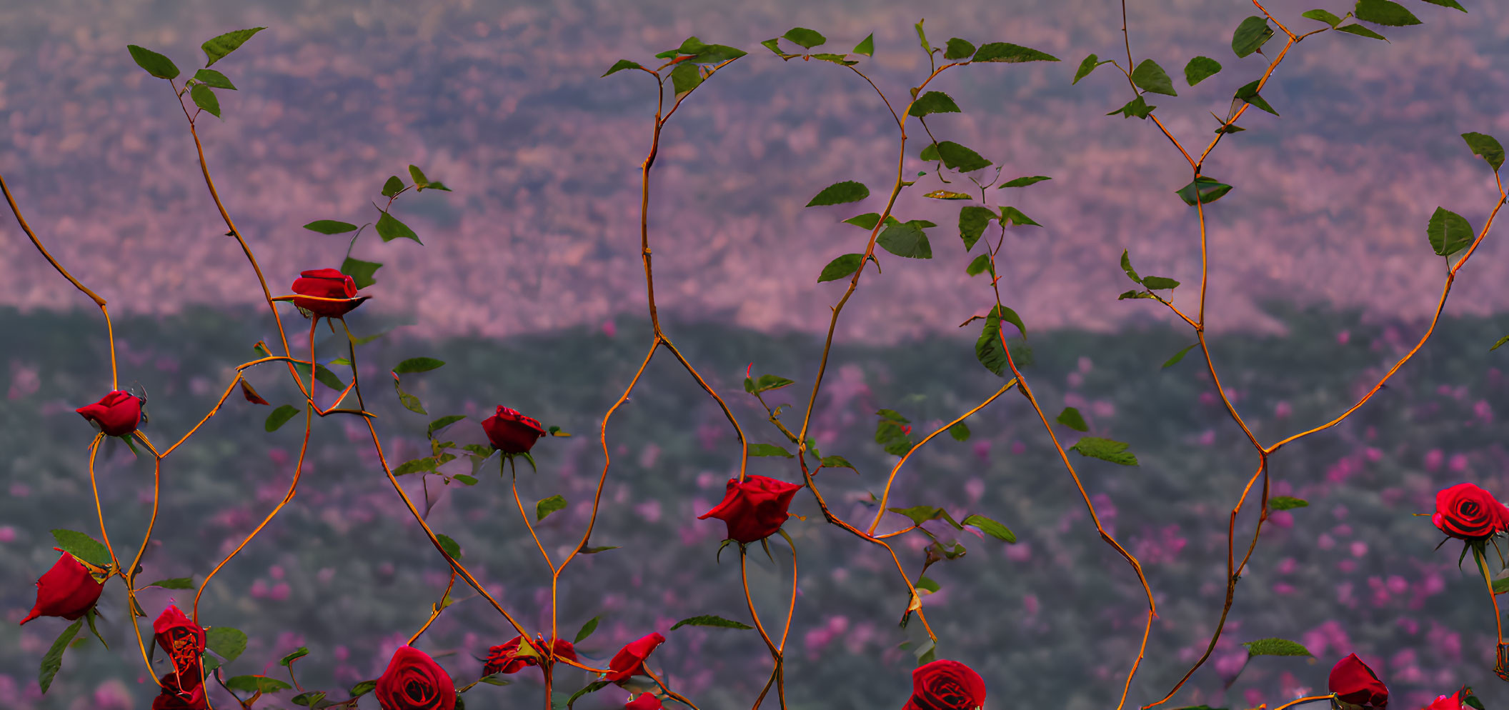 Red Roses on Climbing Stems Against Blurred Forested Hillside