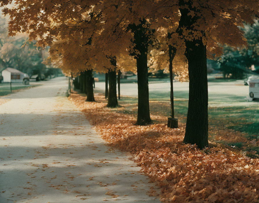 Tranquil Autumn Pathway with Golden Leaves and Sunlight