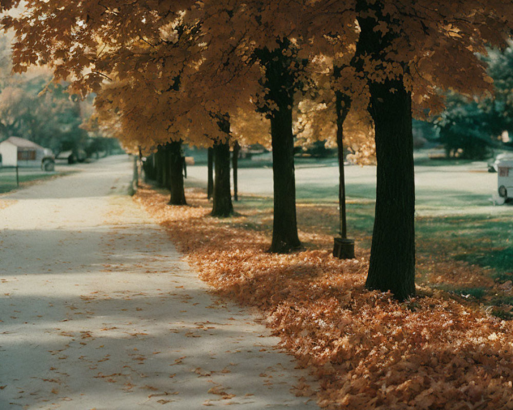 Tranquil Autumn Pathway with Golden Leaves and Sunlight