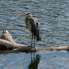 Man in trench coat and hat with bird on pier; colorful abstract brush strokes depict reflective water.