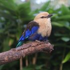 Colorful Bird Perched on Branch with Green Leaves